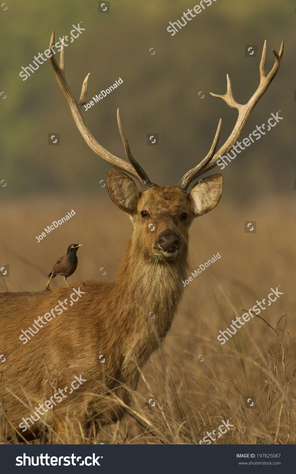 Barasingha, Swamp Deer, Rucervus Duvaucelii, Endangered, Kanha National ...