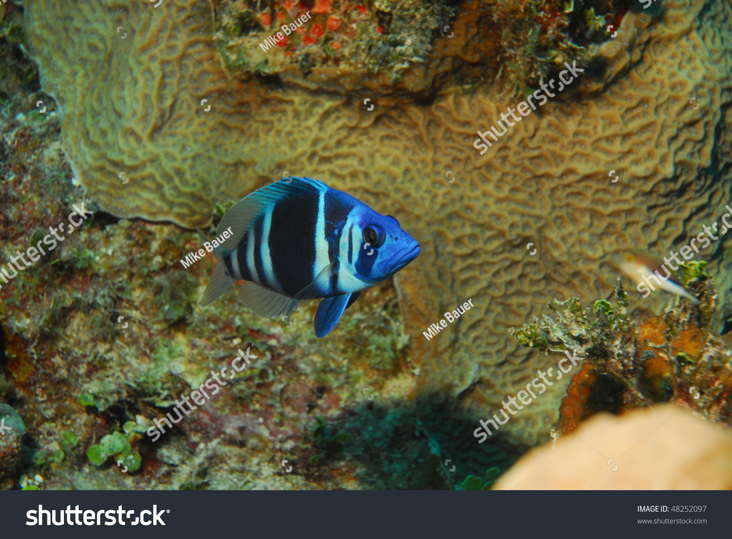 Barred Hamlet Fish Stock Photo 48252097 - Shutterstock