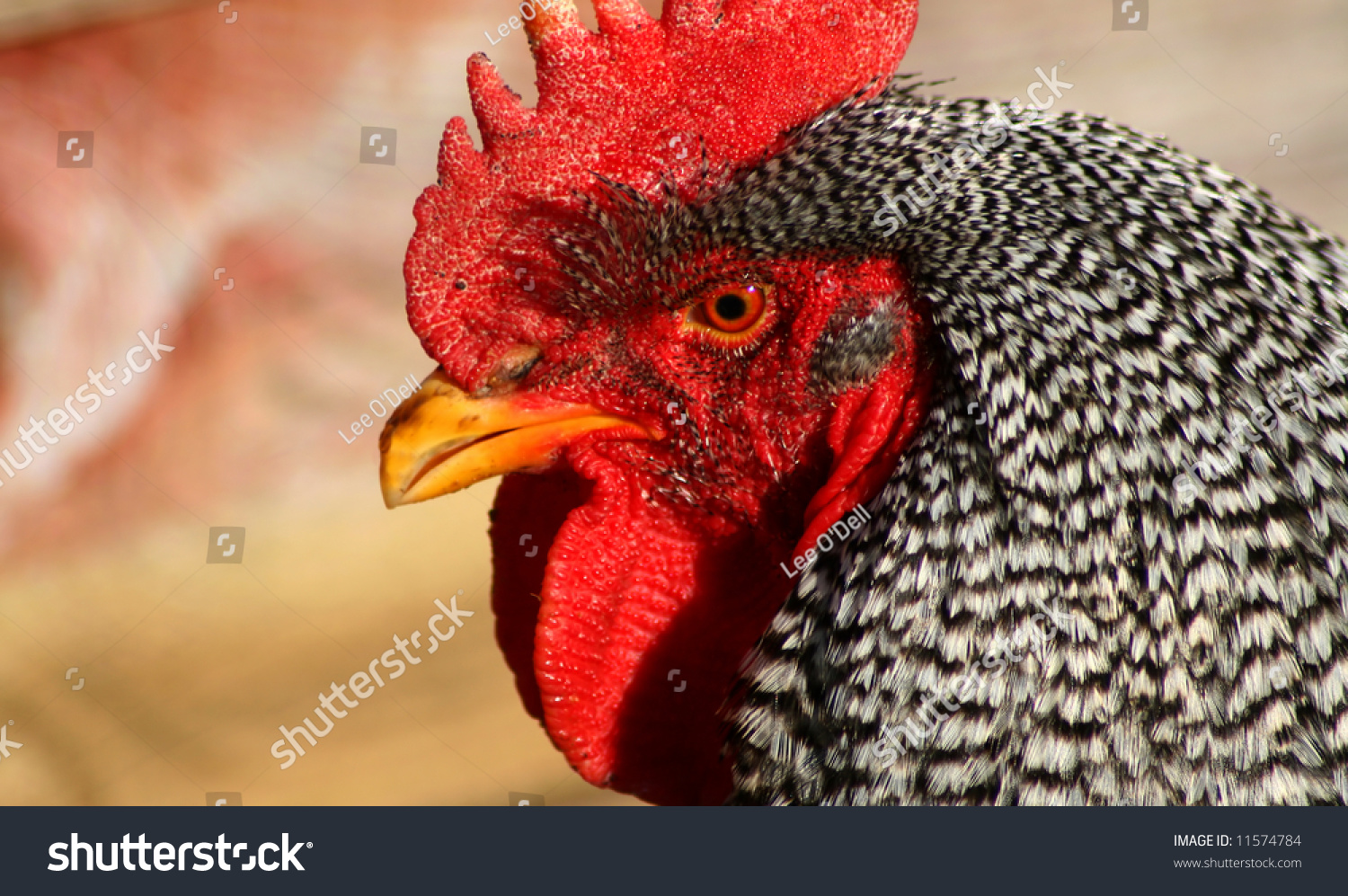 Barred Rock Rooster Closeup Stock Photo 11574784 Shutterstock