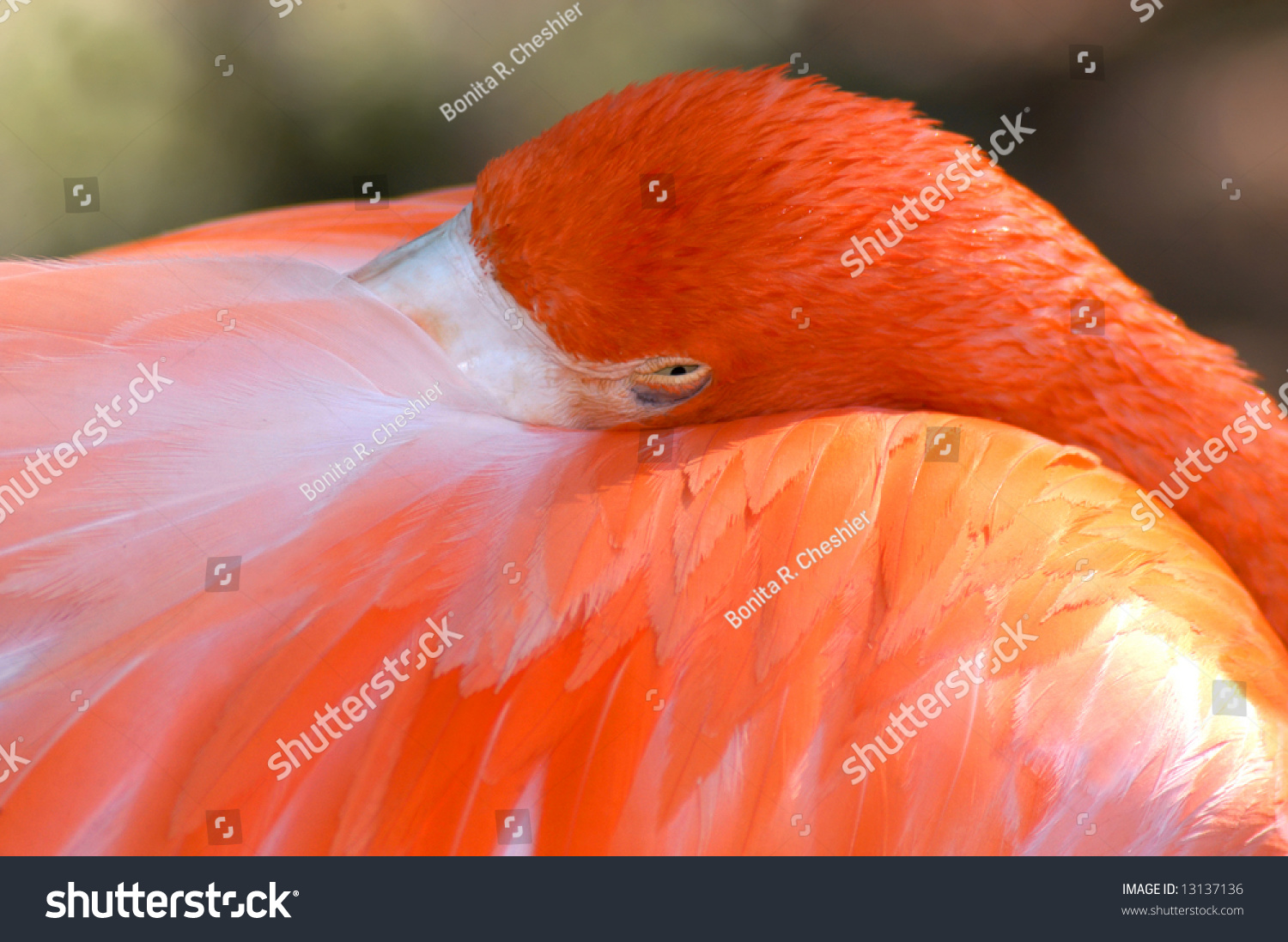 bashful flamingo