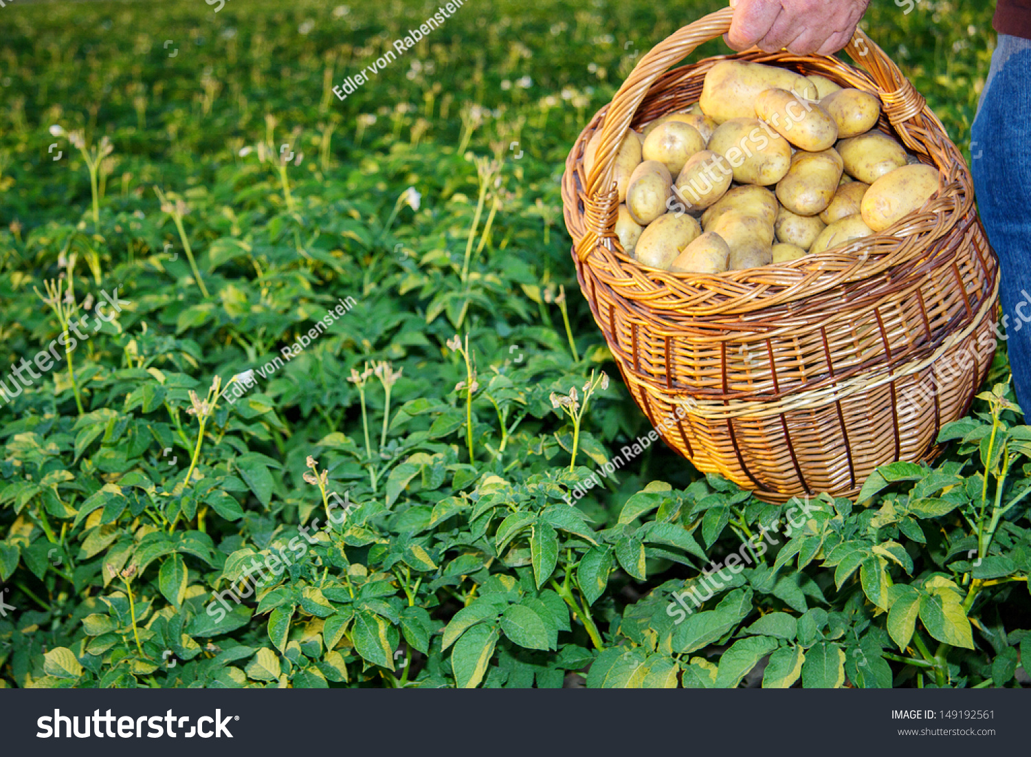 stock-photo-basket-full-of-potatoes-in-a