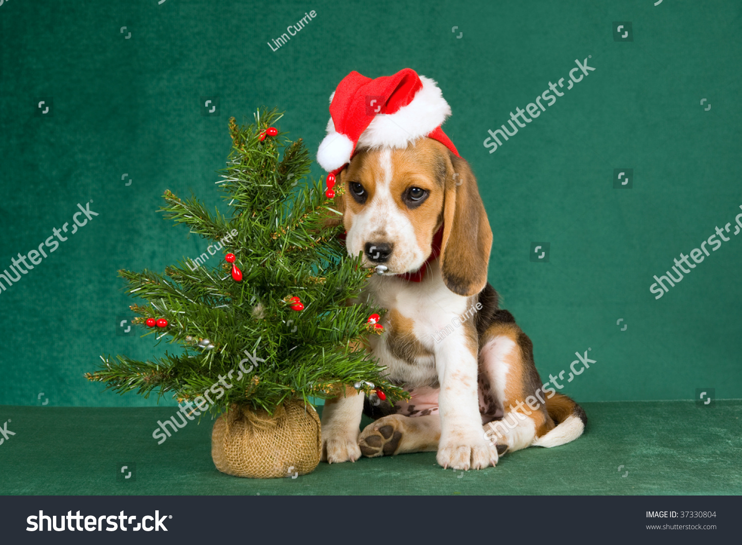 beagle puppy with christmas tree on green background stock beagle puppy with christmas tree on green background stock