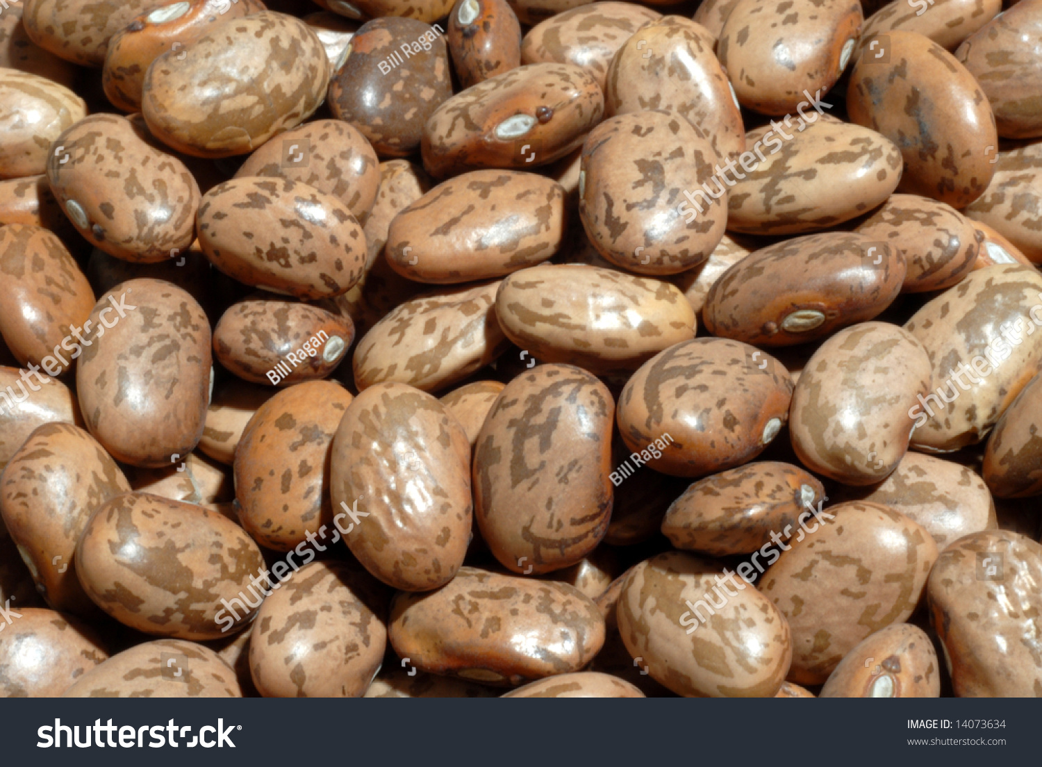 Beans A Handful Of Uncooked Raw Pinto Beans Stock Photo 14073634