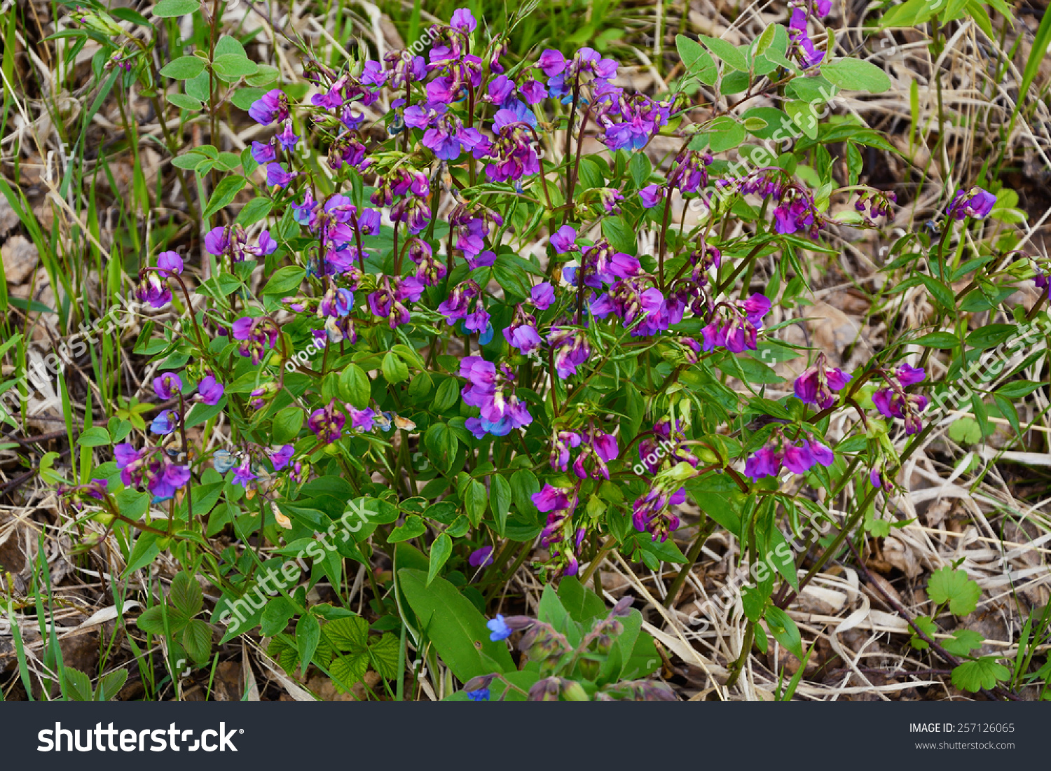 Bear Root (Lat. Hedysarum Neglectum) One Of The Spring