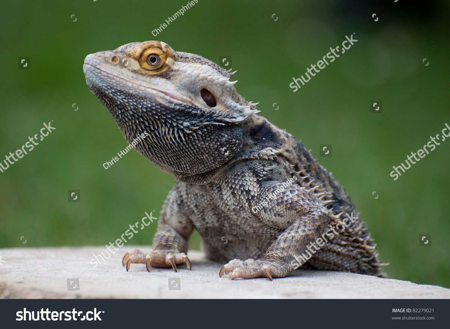 Bearded Dragon Climbing Onto Rock Stock Photo 82279021 Shutterstock