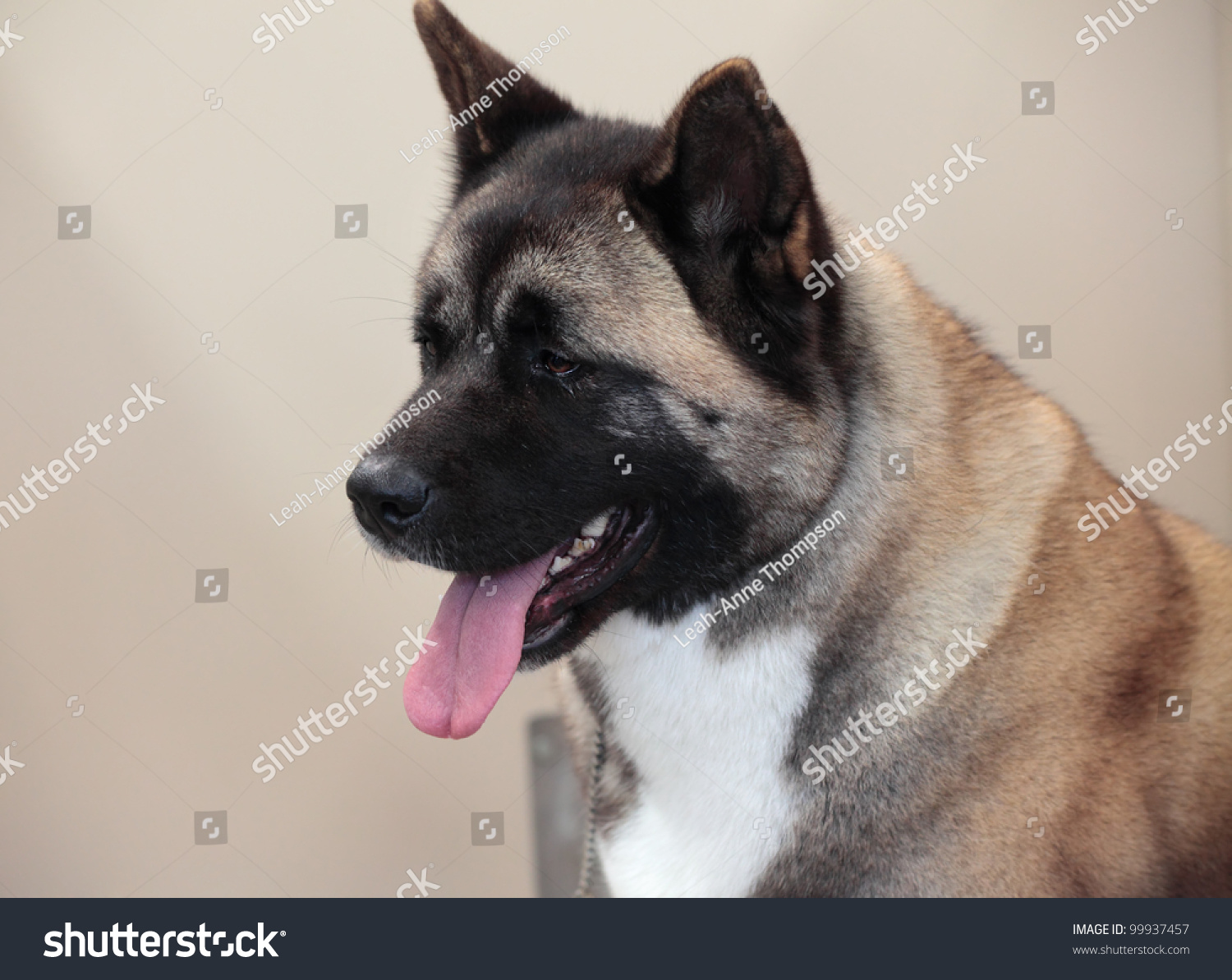 Beautiful Akita Dog Sitting With Ears Pricked And Tongue Hanging Out