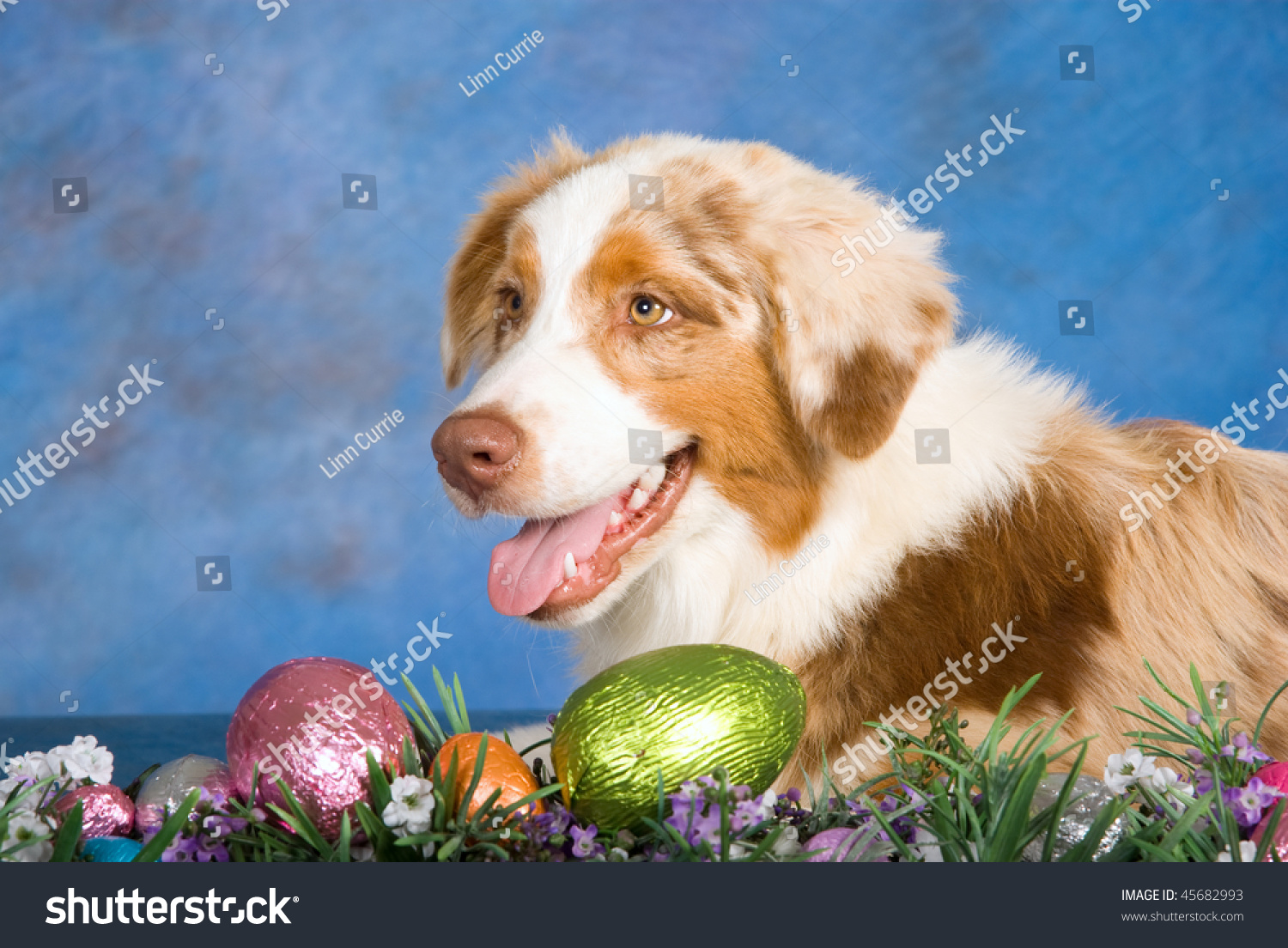 Beautiful Australian Shepherd Easter Eggs Flowers Stock Photo 45682993