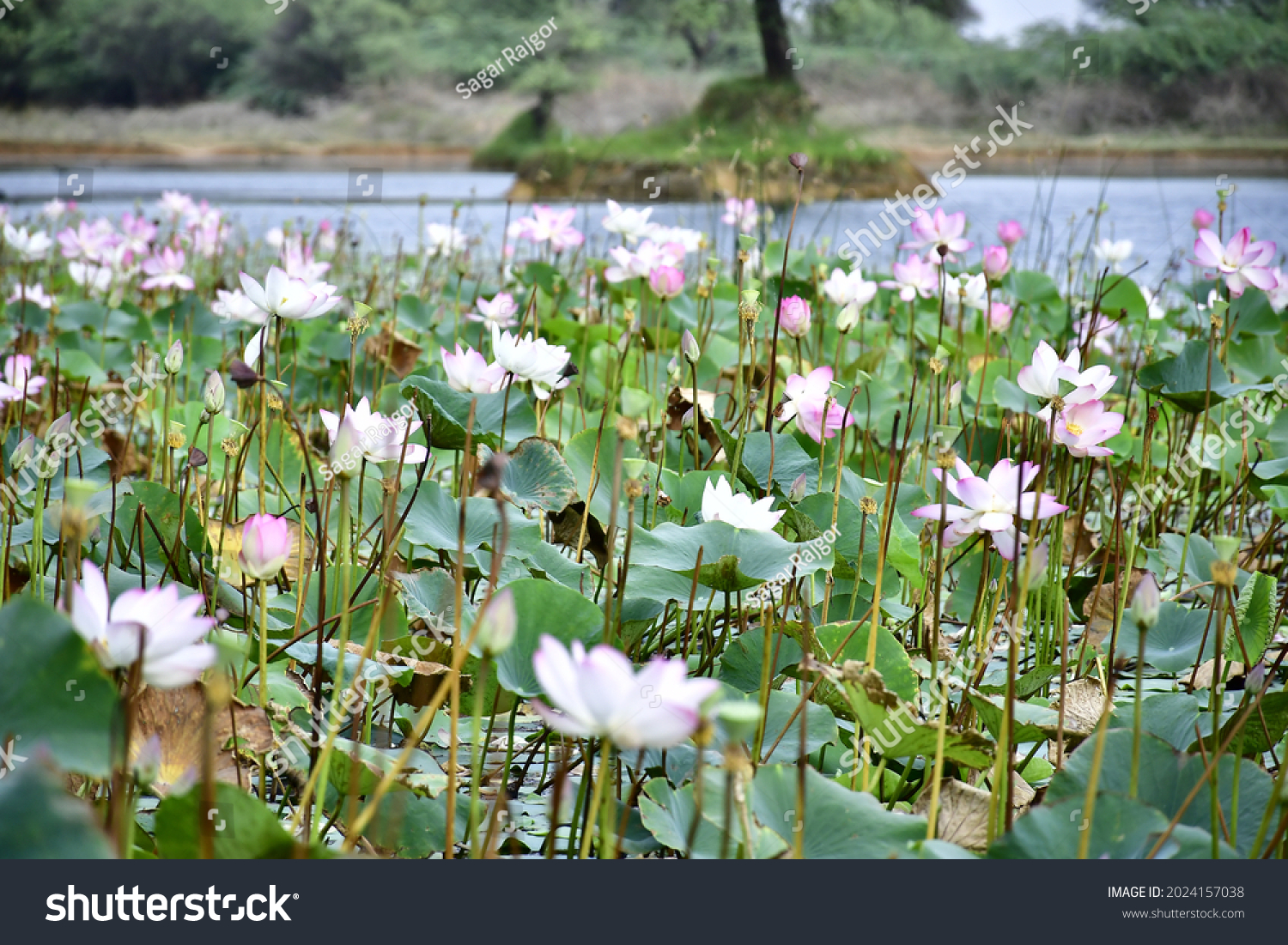 Beautiful Blooming Lotus Flower Pond Stock Photo Shutterstock