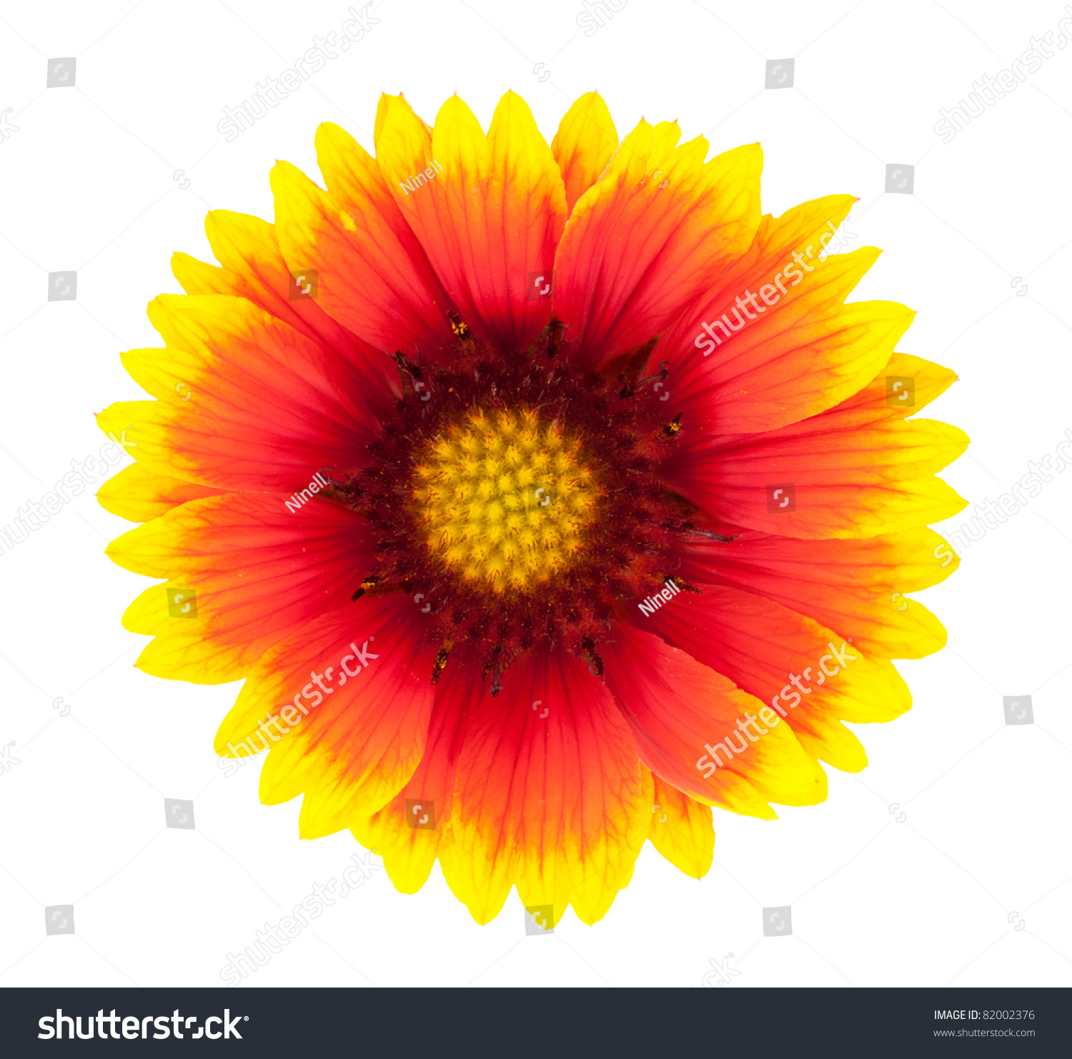 Bright Flower Closeup Isolated On White Beautiful Bright Flower Closeup Isolated On White