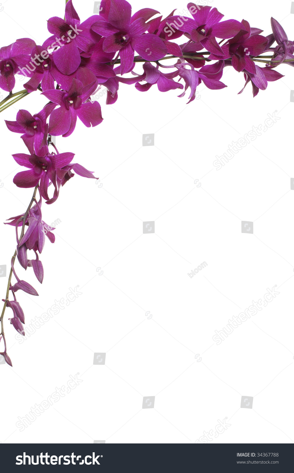 Orchid Clipart Border