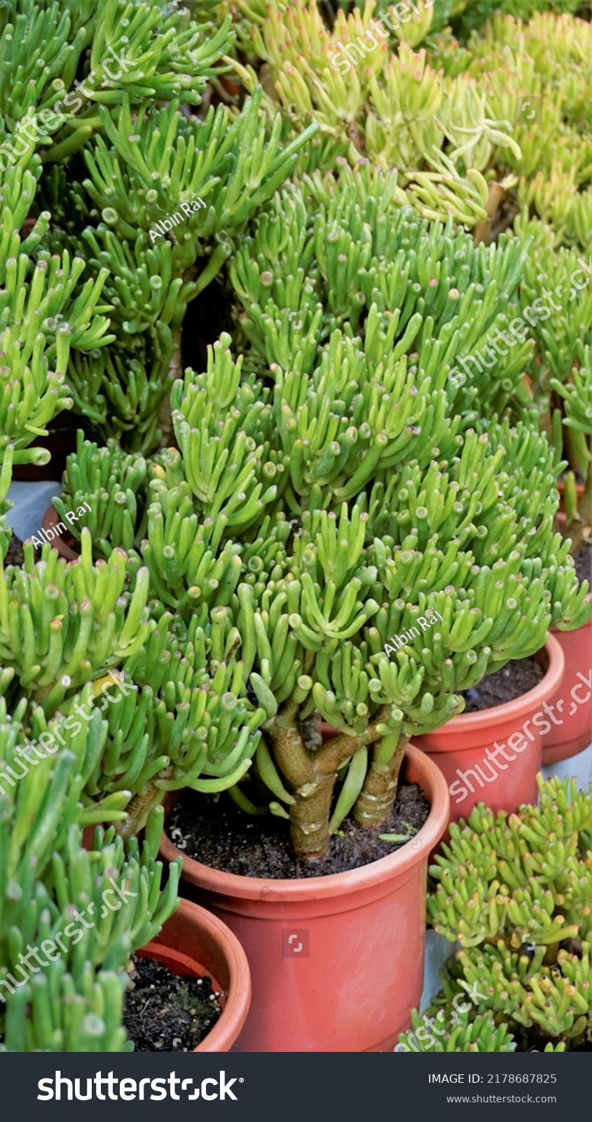 Beautiful Exotic Rare Crassula Ovata Gollum Stock Photo