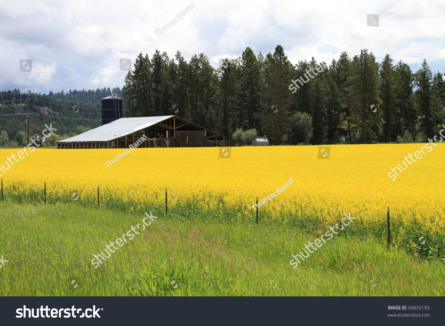 Beautiful Farm In Montana With Vibrant Yellow Goldenrod Crops Growing