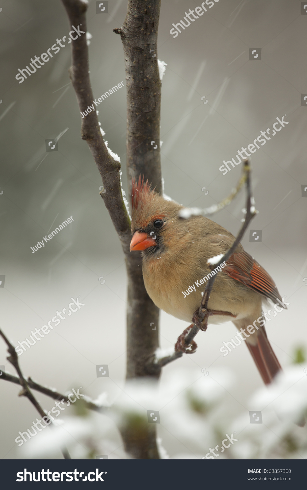beautiful northern cardinal sitting in bare dogwood tree beautiful northern cardinal sitting in bare dogwood tree with snow falling stock photo beautiful northern cardinal sitting in bare dogwood tree beautiful northern cardinal sitting in bare dogwood tree with snow falling stock photo