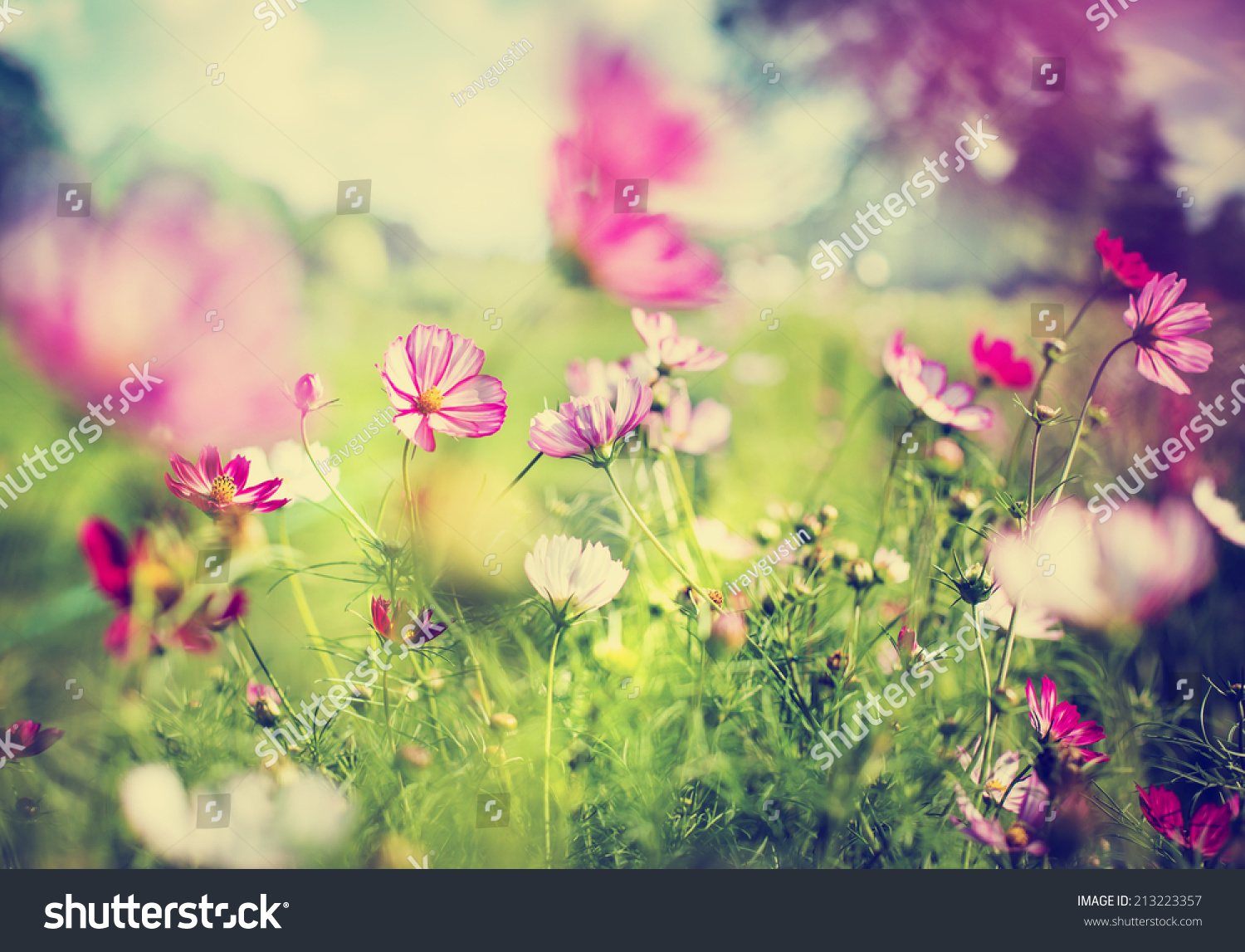 garden design with beautiful garden flowers stock photo shutterstock with garden patio from shutterstock - Garden Flowers garden design with beautiful garden flowers stock photo shutterstock with garden patio from shutterstock - Garden Flowers
