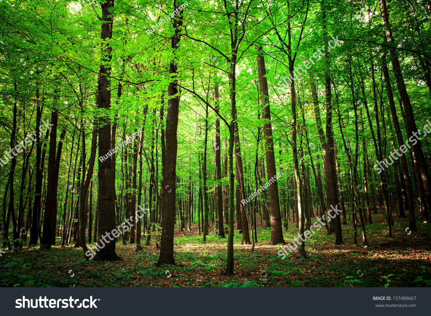 Beautiful Green Forest Stock Photo 157489667 Shutterstock