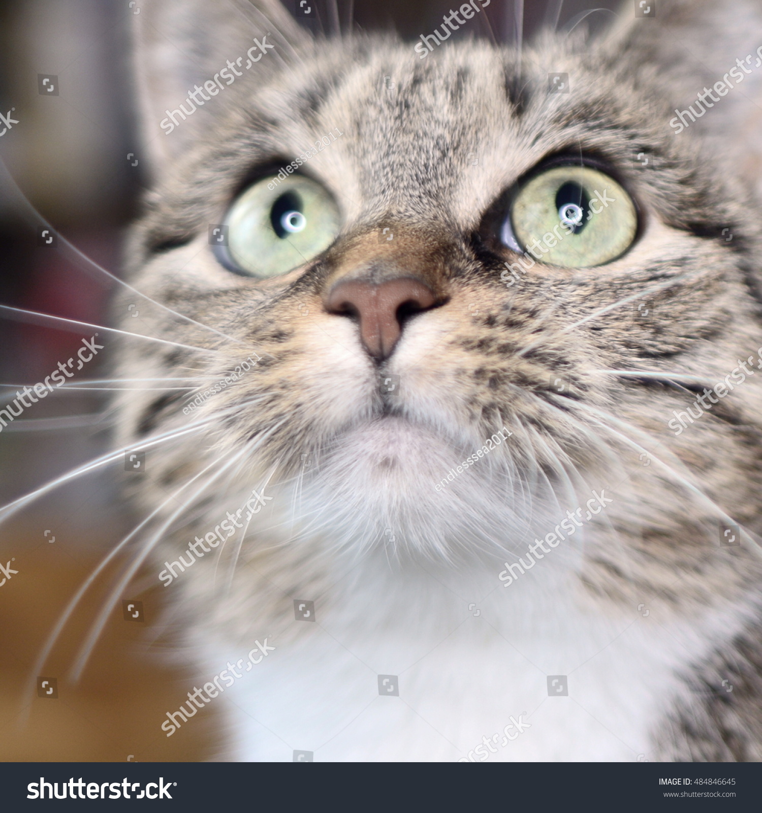 Beautiful Grey And White Striped Cat With Pink Nose Looking Up On