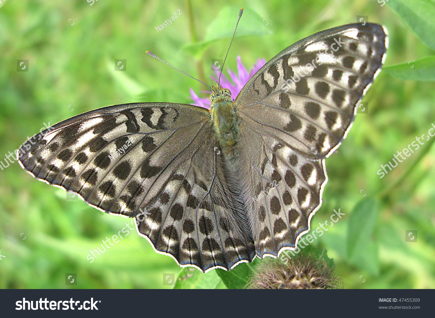 Beautiful Grey Butterfly On Green Background Nymphalidae Stock Photo