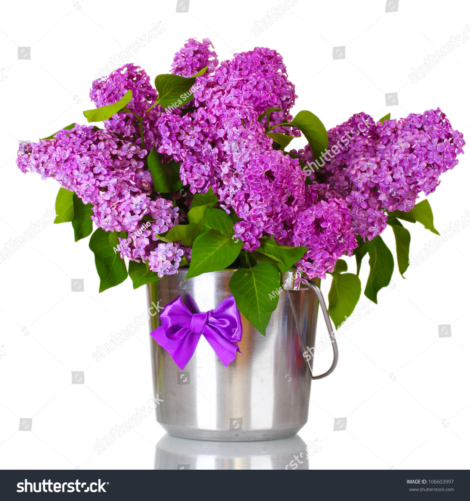 Beautiful Lilac Flowers In Metal Bucket Isolated On White ...