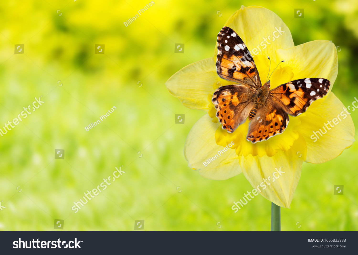 Beautiful Monarch Butterfly Sitting On Flowers Stock Photo 1665833938