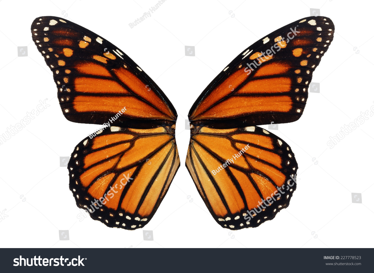 Beautiful Monarch Butterfly Wing Isolated On Stock Photo 227778523