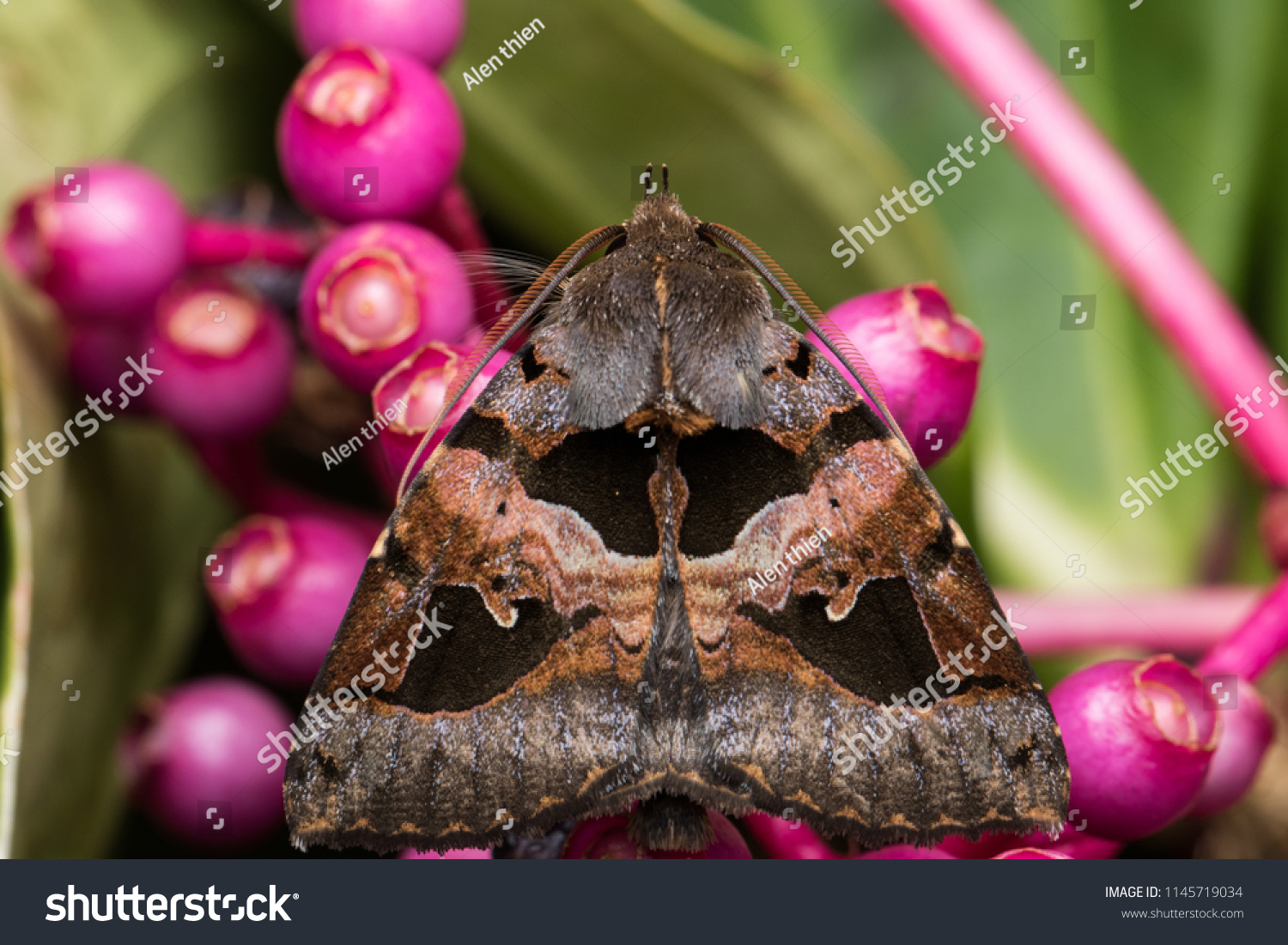 Beautiful Moth Sabah Borneo Island Stock Photo 1145719034 Shutterstock