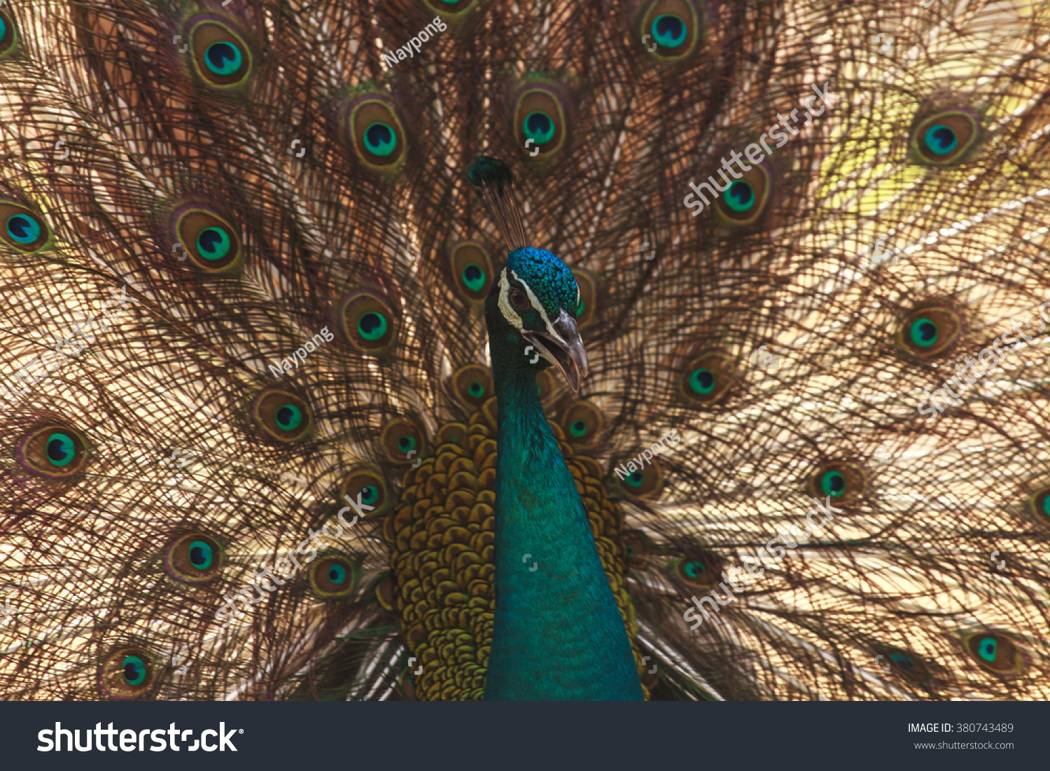 Beautiful peacock showing its beautiful feathers Beautiful peacock showing its beautiful feathers