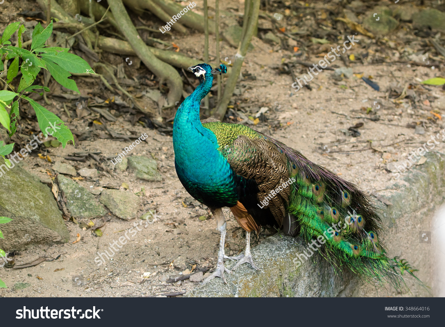 Beautiful peacocks in a wild Beautiful peacocks in a wild