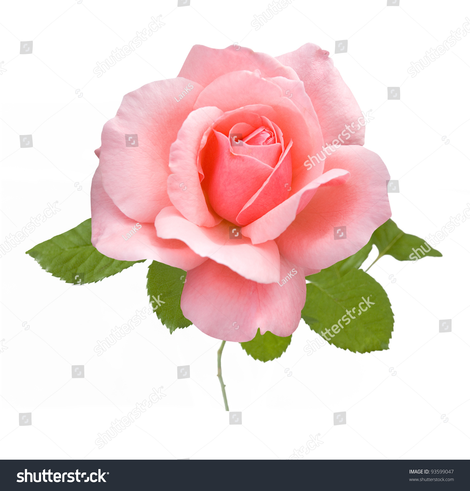 Beautiful Single Pink Rose