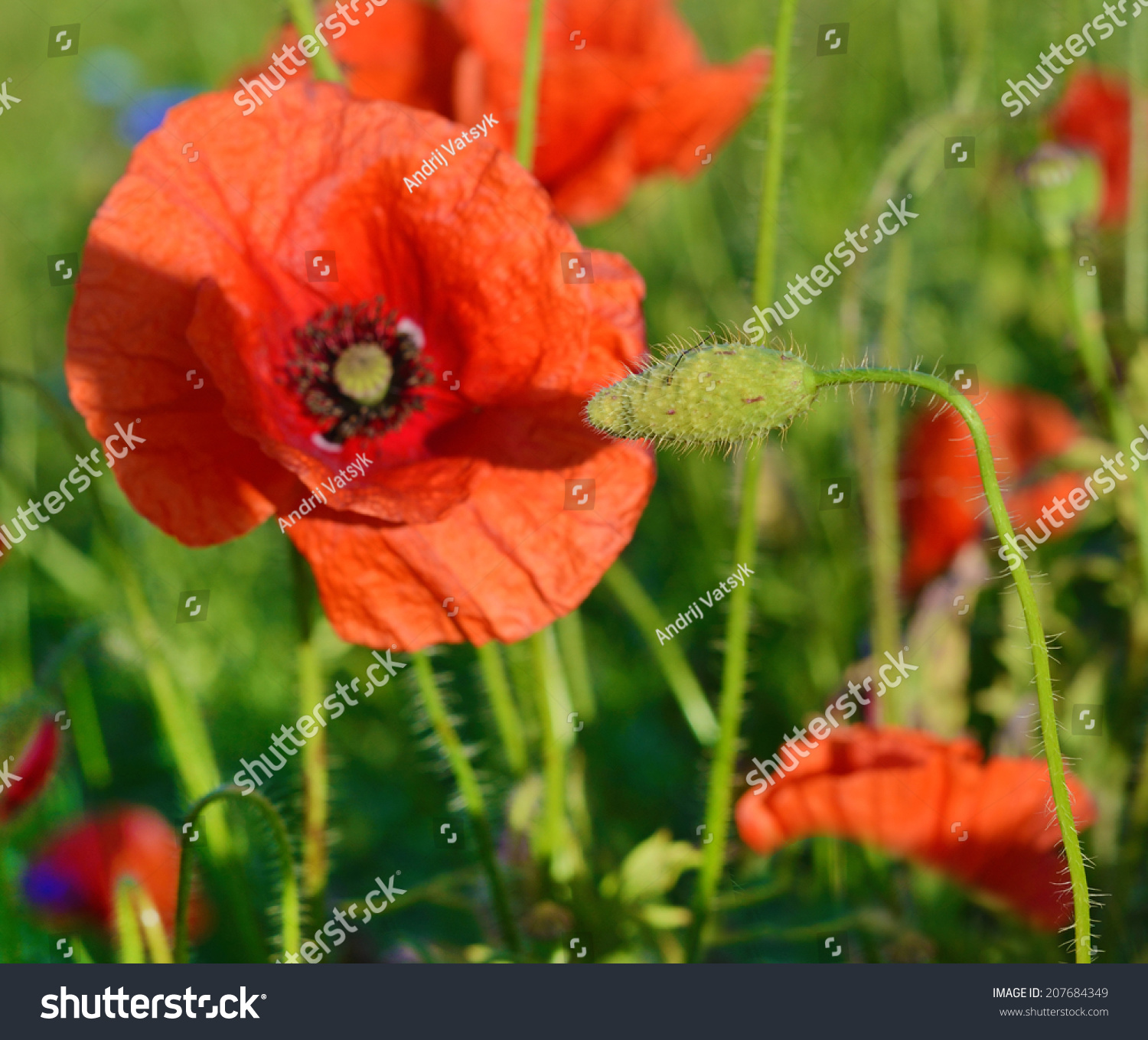 Beautiful Poppy Flowers Male And Female Sex Organs
