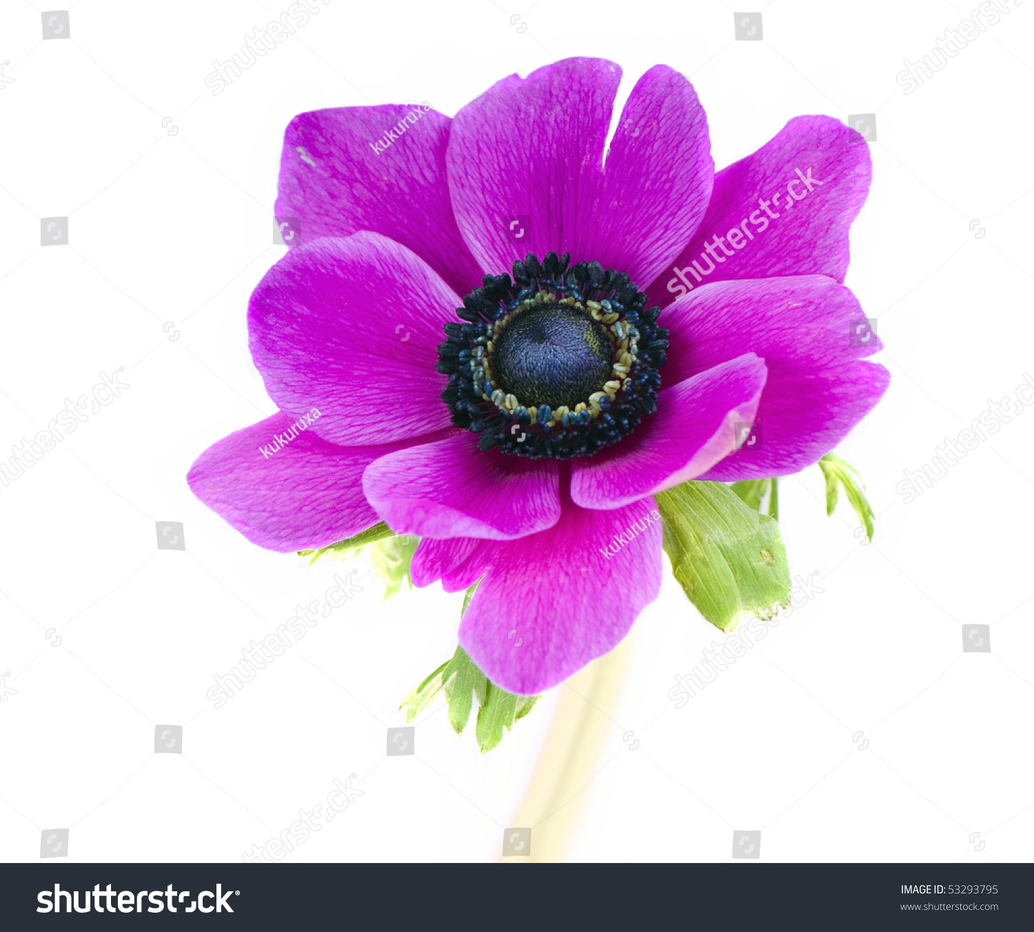 stockphotobeautifulpurpleanemonefloweronwhite