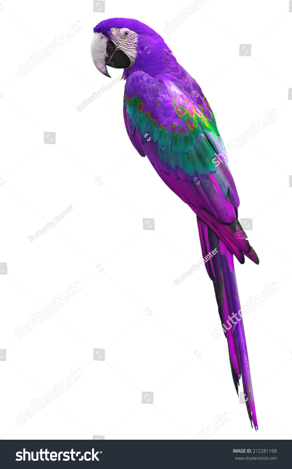purple macaws