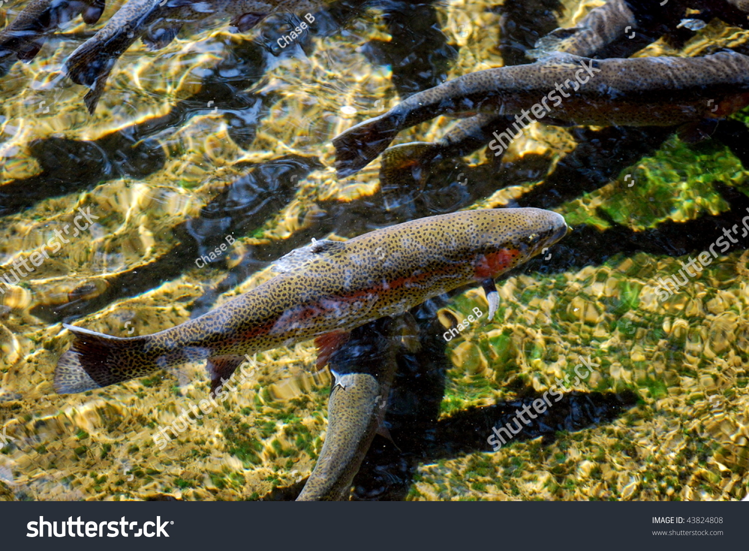 Beautiful Rainbow Trout Swimming In Crystal Clear River Stock Photo ...