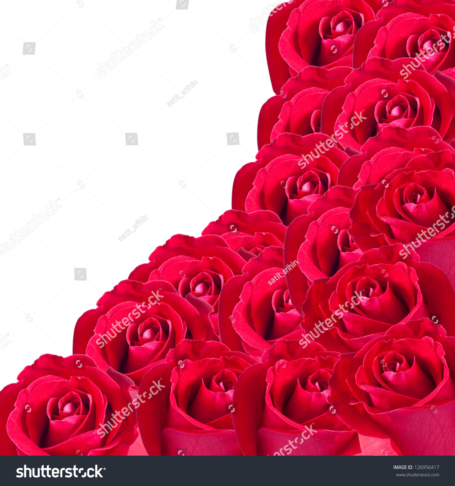 Beautiful Red Rose Isolated On White Background Stock Photo 126956417