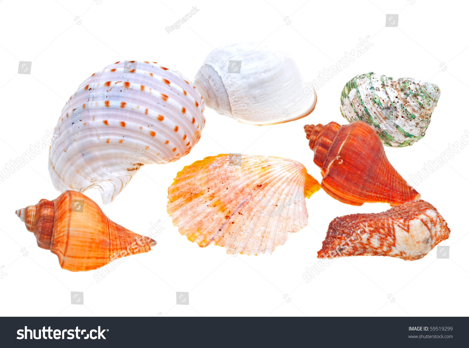 Beautiful Seashells Isolated On White Background Stock Photo 59519299