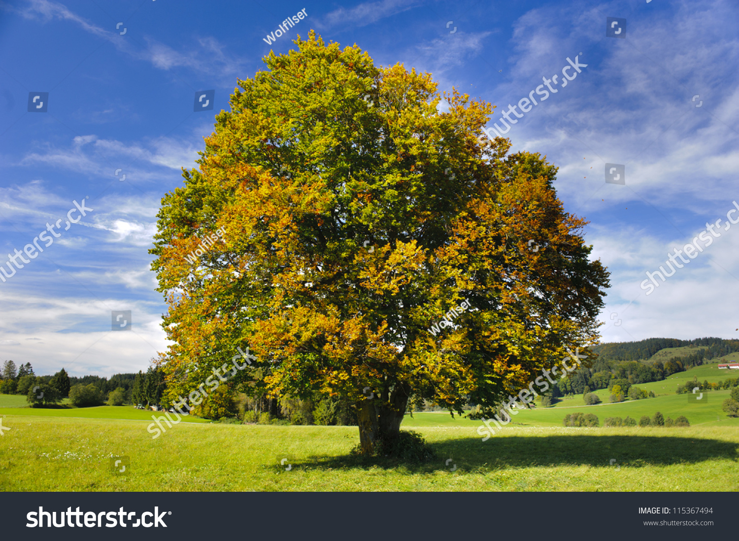 Beautiful Single Big Beech Tree Autumn Stock Photo 115367494 Shutterstock