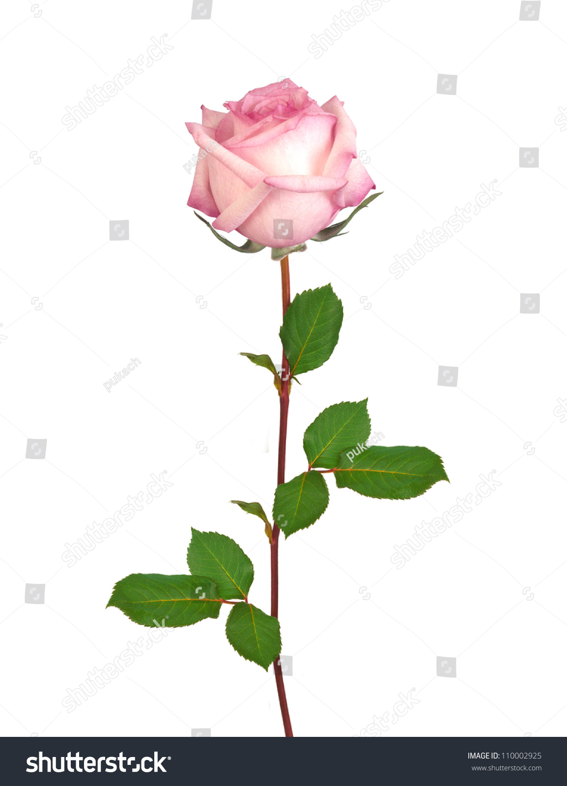 Single Pink Rose White Background