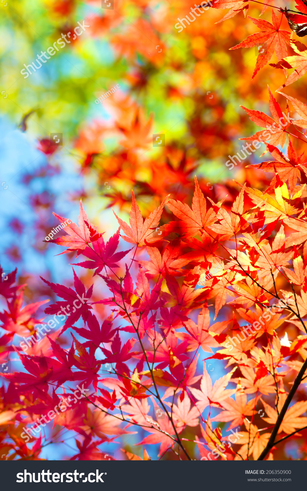 Beautiful Transitions Of Colors Of Autumn. Colorful Spectrum Of Bright