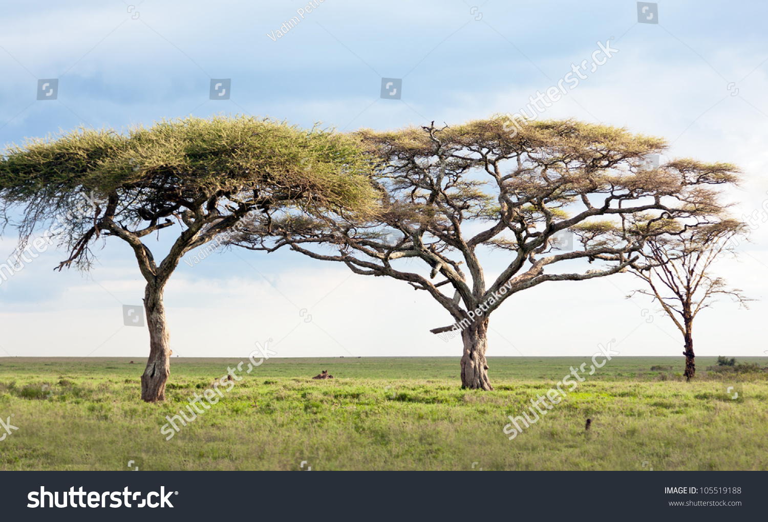 Beautiful Trees In Serengeti National Park - Tanzania, East Africa ...