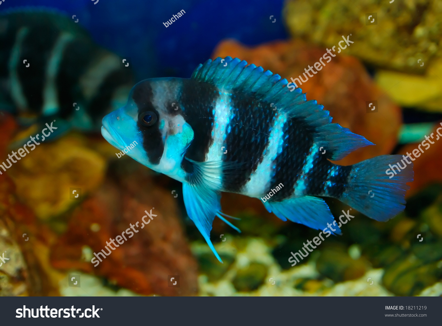 Beautiful Tropical Fish On The Deep Sea Stock Photo 18211219 : Shutterstock