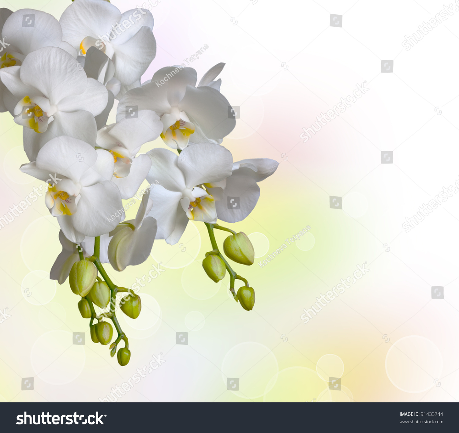 White Orchid Clipart
