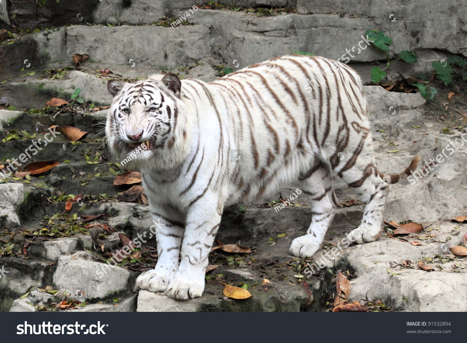 Beautiful White Tiger In Guangzhou, Endangered Animal In China Stock