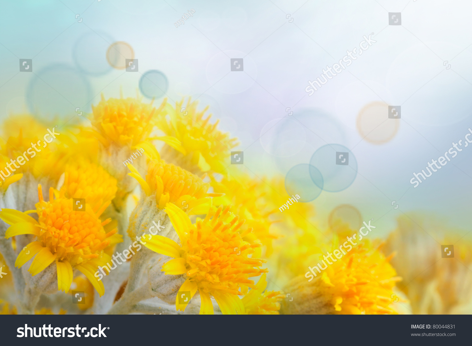Yellow spring flowers background Yellow spring flowers background