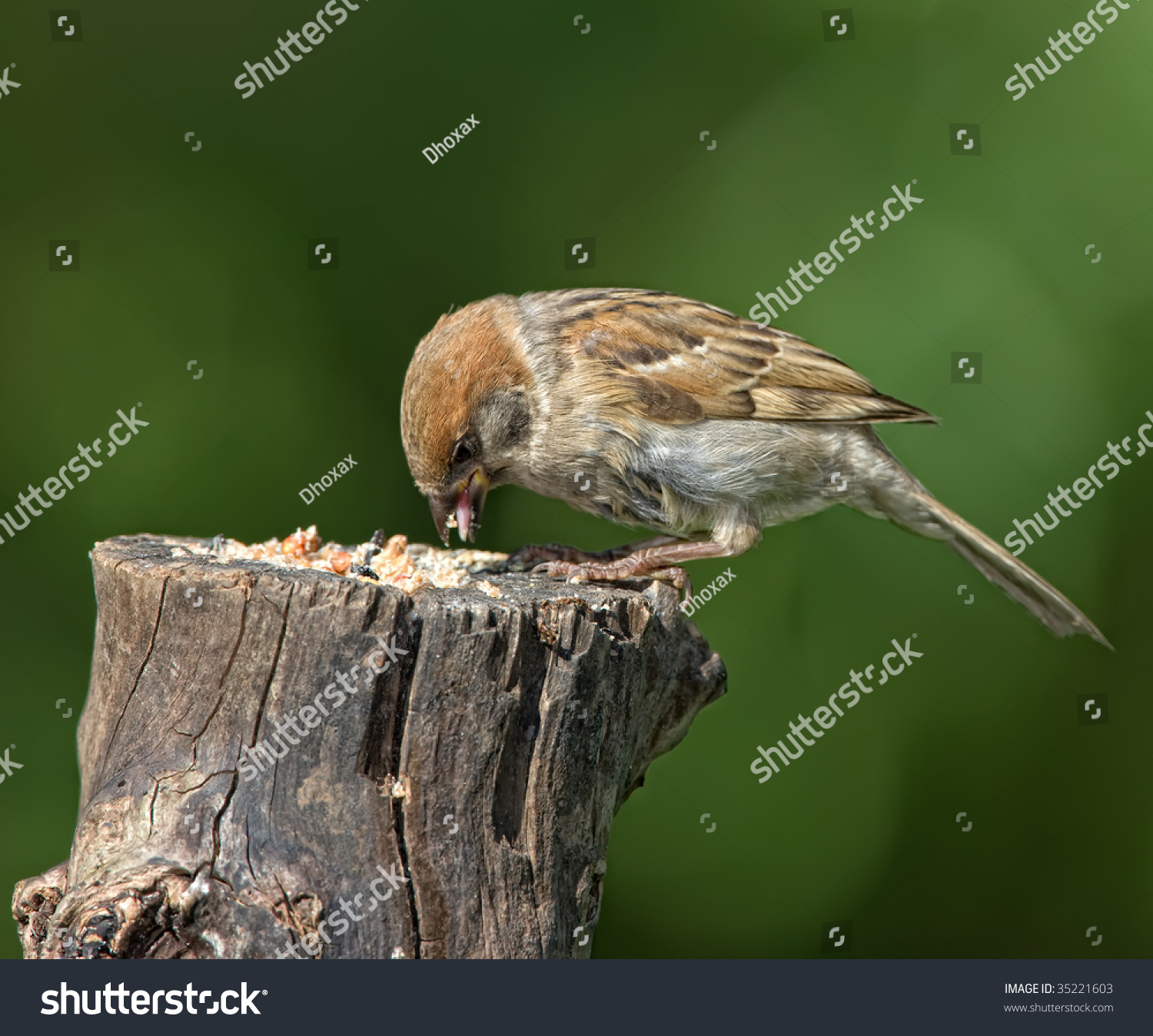 Beautiful Young House Sparrow Eating Stock Photo 35221603 Shutterstock