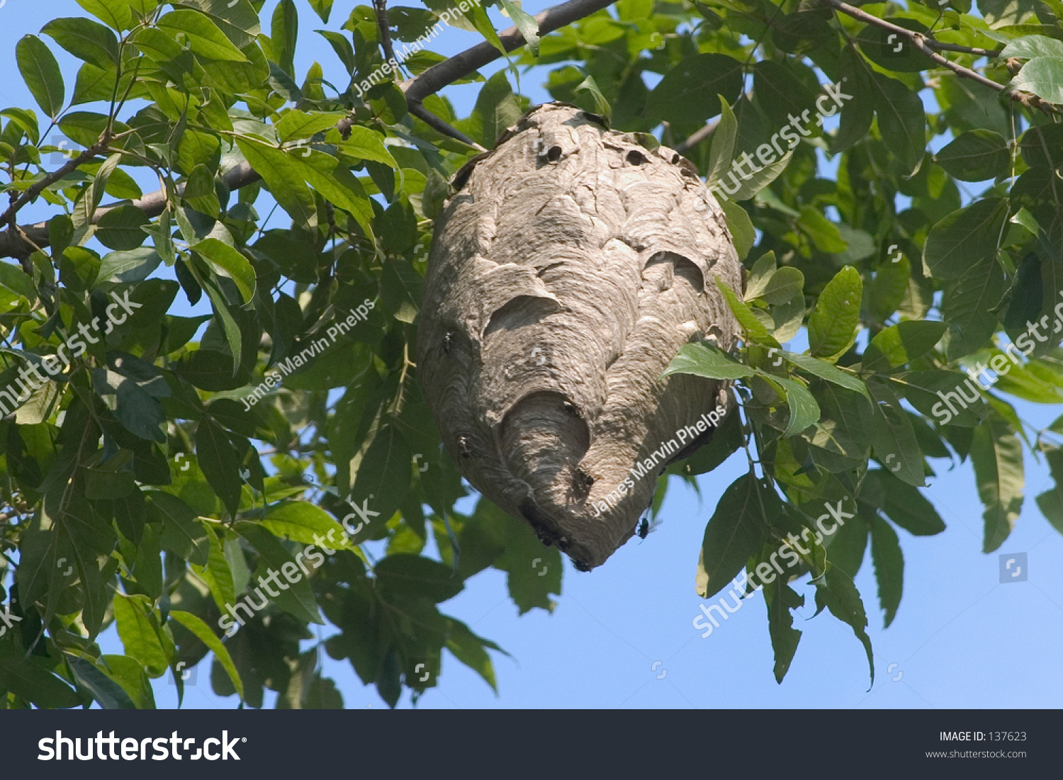 Bee Hive Stock Photo 137623 - Shutterstock