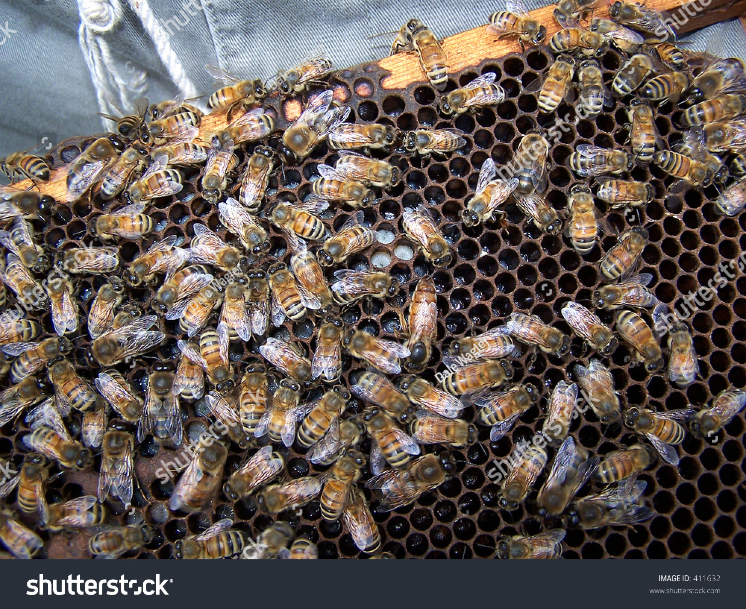 Bee Hive Stock Photo 411632 : Shutterstock