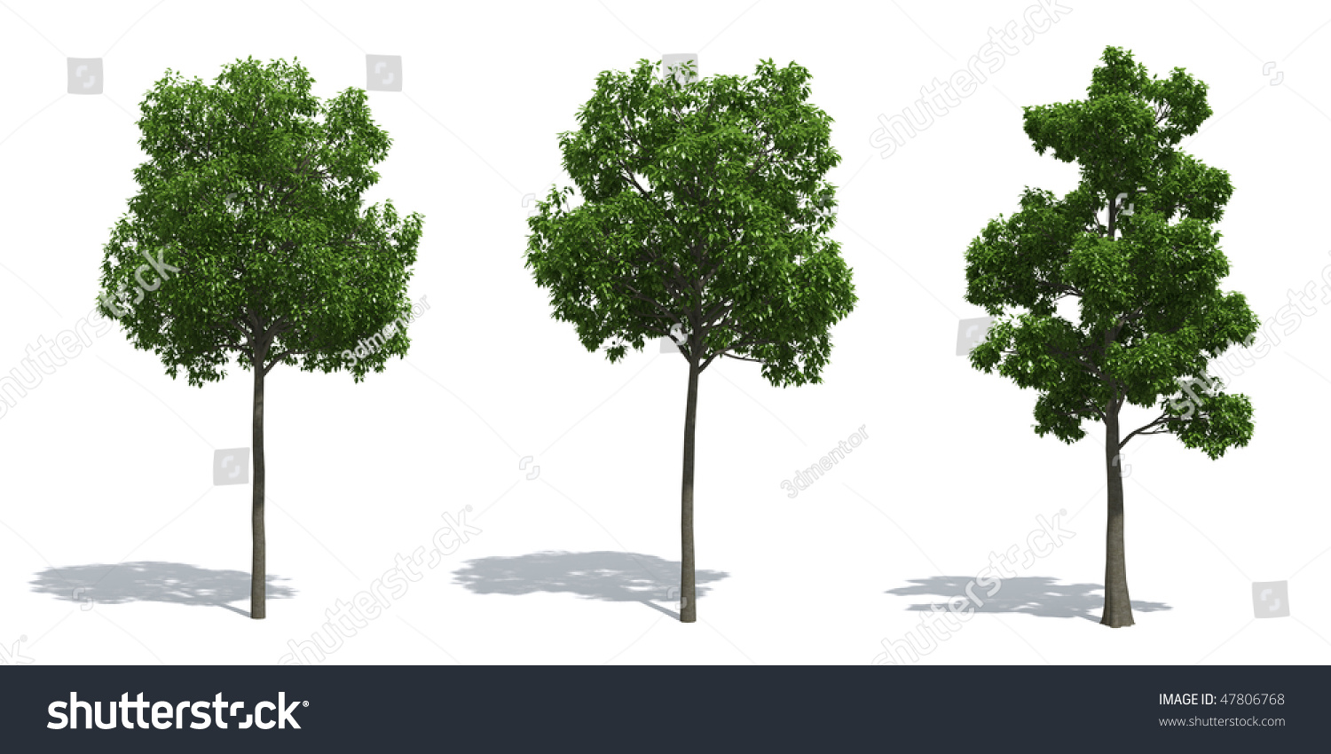 Beech Trees Isolated On White Background Stock Photo 47806768