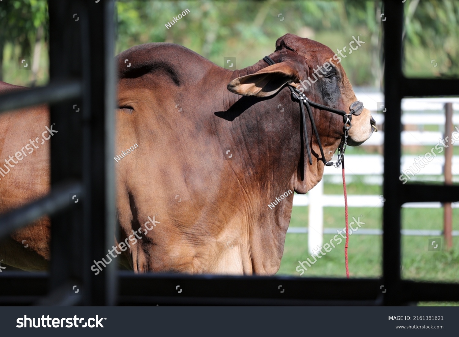 Beef Cattle Breeder American Brahman Red Stock Photo