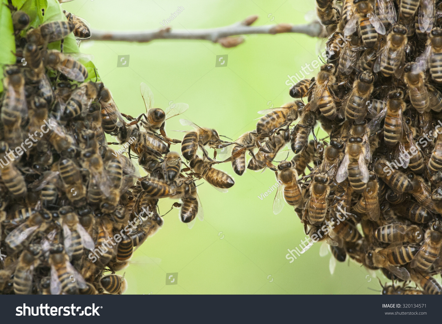 Bees Unit Two Parts Bee Swarm Stock Photo 320134571 - Shutterstock