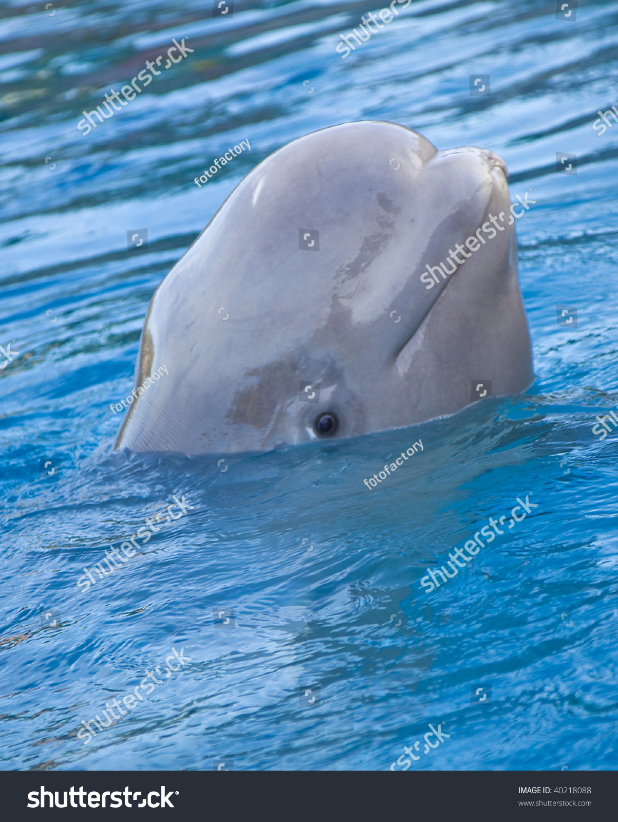 Beluga Whale Marineland, Ontario Stock Photo 40218088 : Shutterstock