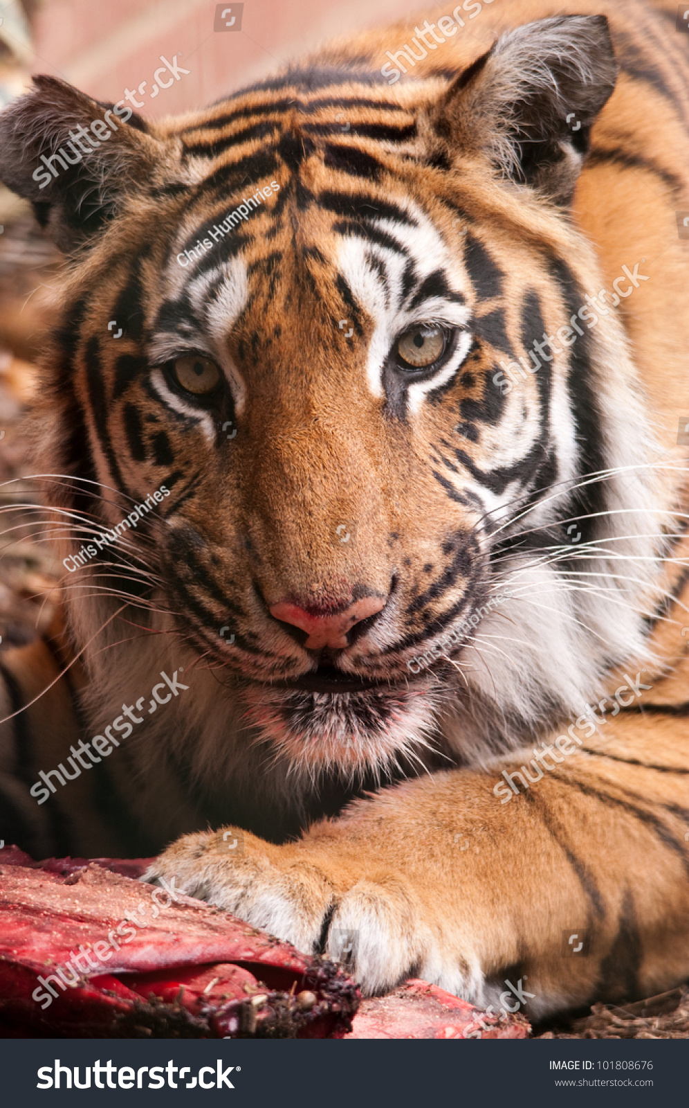Bengal Tiger Eating Stock Photo 101808676 : Shutterstock